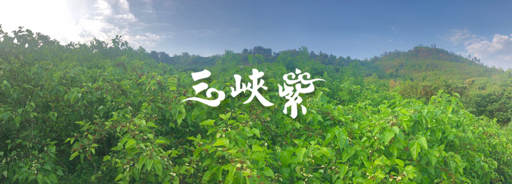 桑果園
